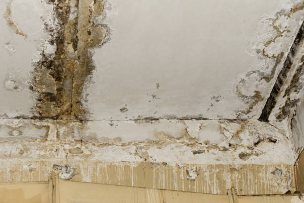 Professional Mold Removal in St Paul, TX